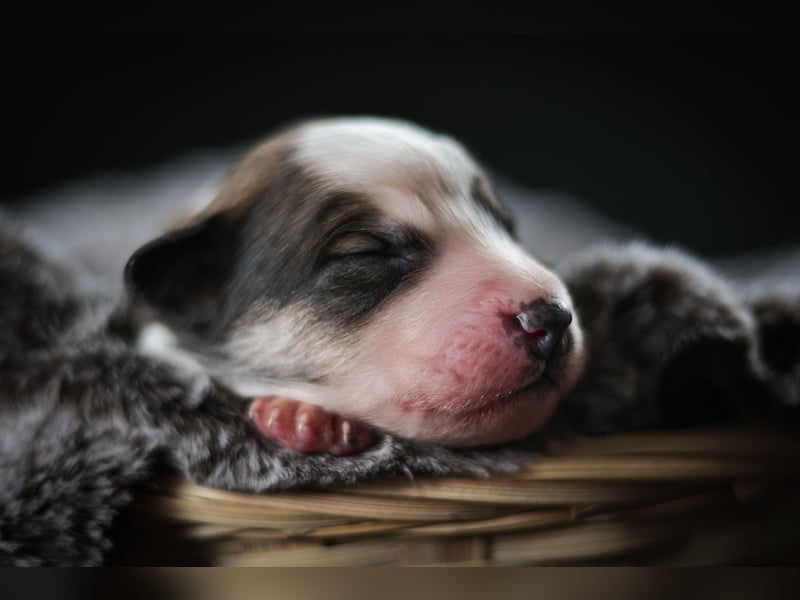 Labrador- Mischlingswelpe Rüde