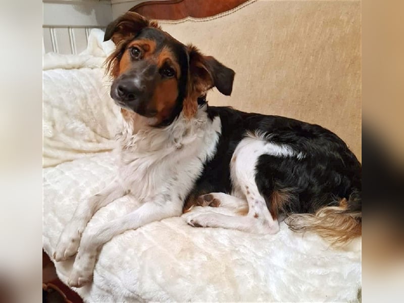 ❤️OLAF❤️ Bereits auf Pflegestelle in Deutschland