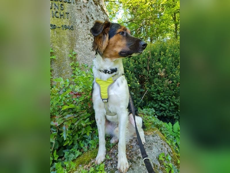 ❤️OLAF❤️ Bereits auf Pflegestelle in Deutschland