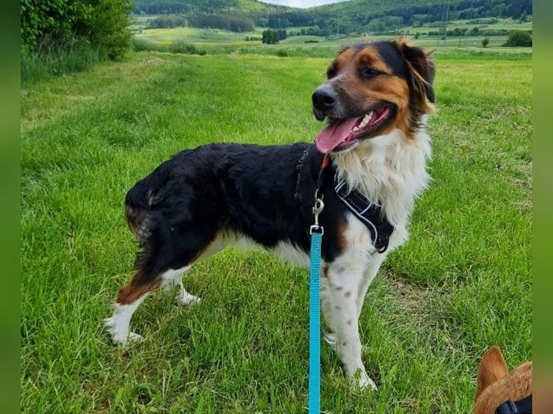 ❤️OLAF❤️ Bereits auf Pflegestelle in Deutschland