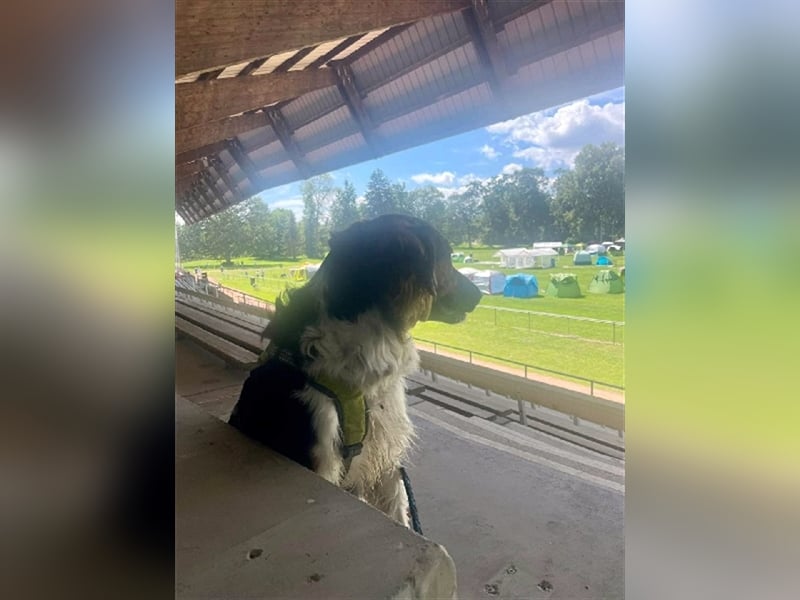 ❤️OLAF❤️ Bereits auf Pflegestelle in Deutschland