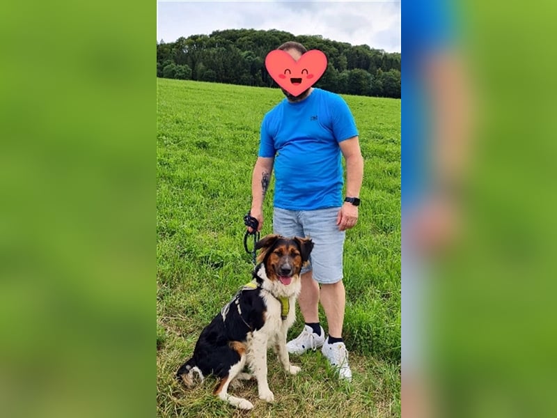 ❤️OLAF❤️ Bereits auf Pflegestelle in Deutschland