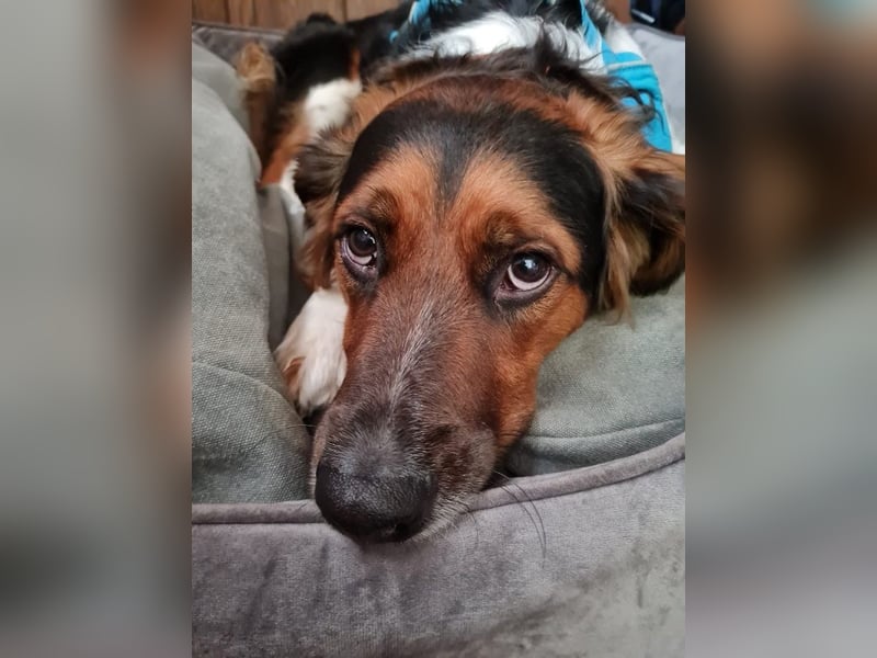❤️OLAF❤️ Bereits auf Pflegestelle in Deutschland