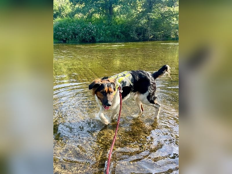 ❤️OLAF❤️ Bereits auf Pflegestelle in Deutschland
