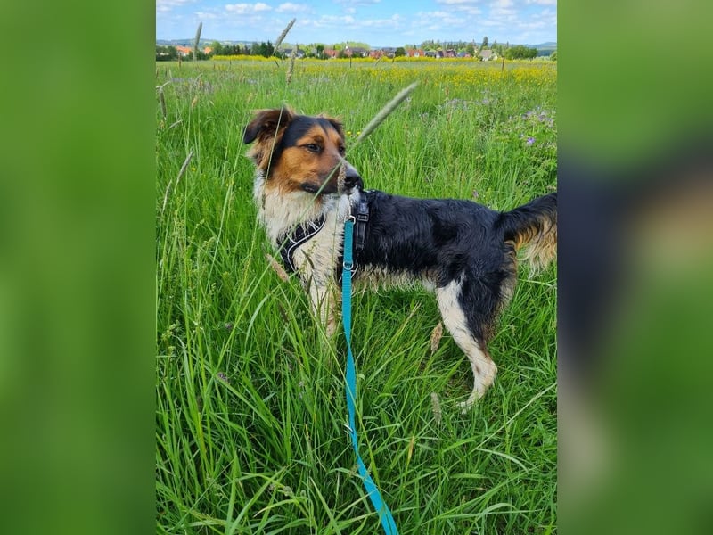 ❤️OLAF❤️ Bereits auf Pflegestelle in Deutschland