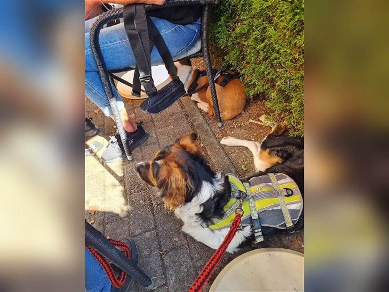 ❤️OLAF❤️ Bereits auf Pflegestelle in Deutschland
