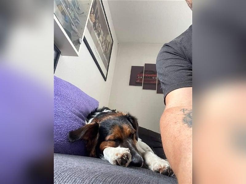 ❤️OLAF❤️ Bereits auf Pflegestelle in Deutschland