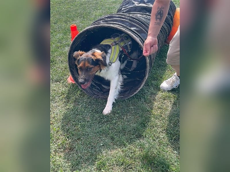 ❤️OLAF❤️ Bereits auf Pflegestelle in Deutschland