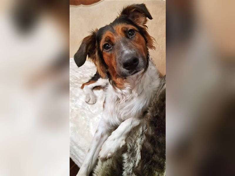 ❤️OLAF❤️ Bereits auf Pflegestelle in Deutschland