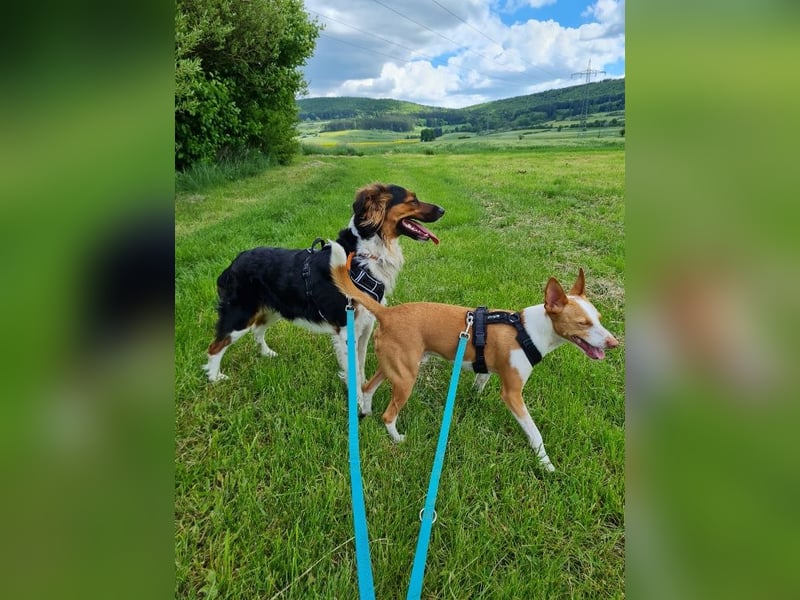 ❤️OLAF❤️ Bereits auf Pflegestelle in Deutschland