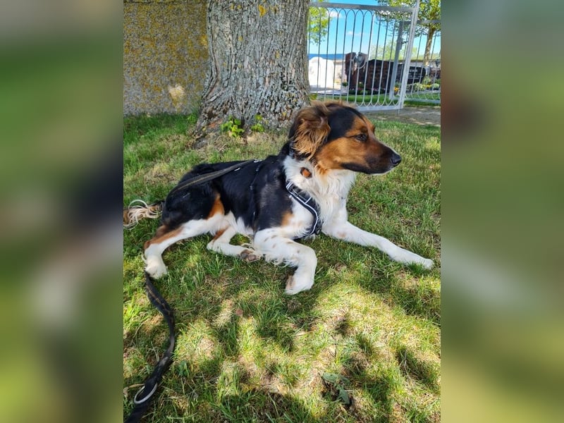 ❤️OLAF❤️ Bereits auf Pflegestelle in Deutschland