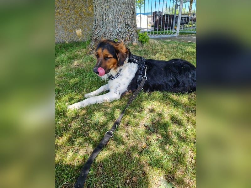 ❤️OLAF❤️ Bereits auf Pflegestelle in Deutschland