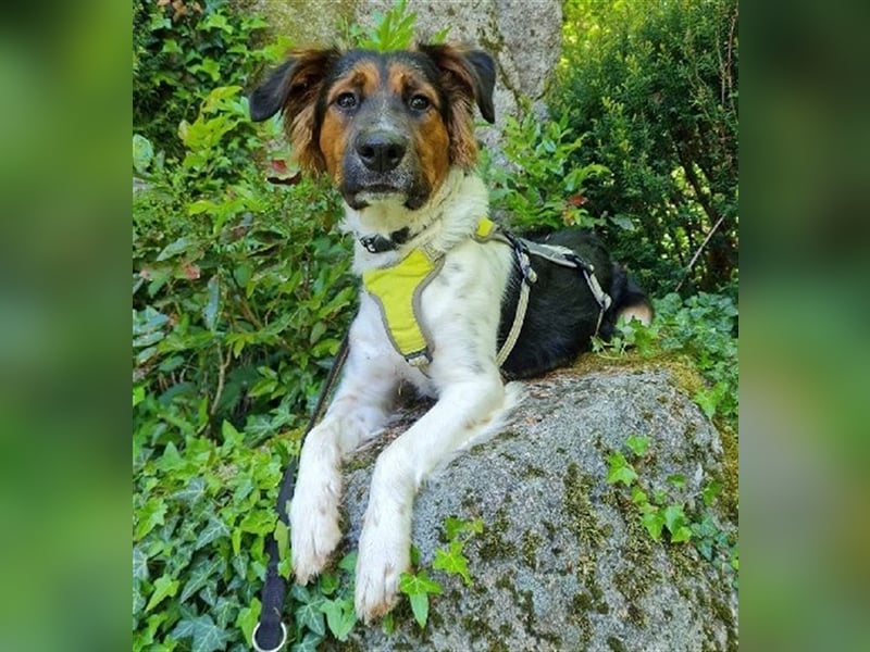 ❤️OLAF❤️ Bereits auf Pflegestelle in Deutschland