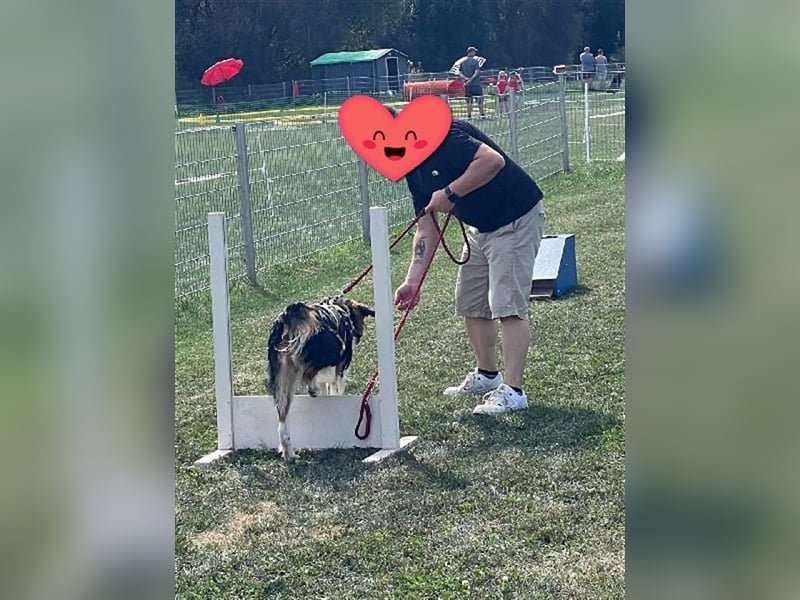 ❤️OLAF❤️ Bereits auf Pflegestelle in Deutschland
