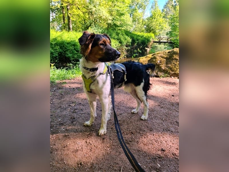 ❤️OLAF❤️ Bereits auf Pflegestelle in Deutschland