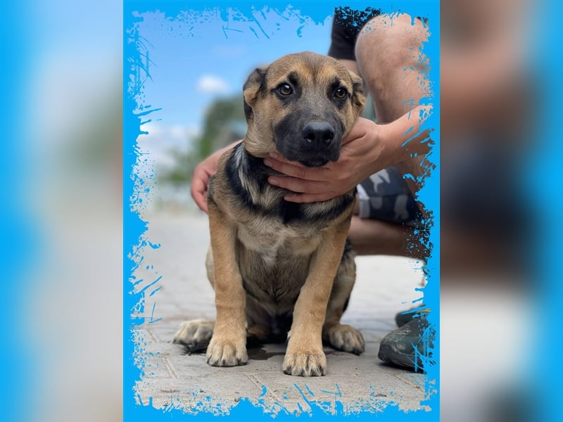 Bezaubernder Bruno❤️ sucht sein Körbchen