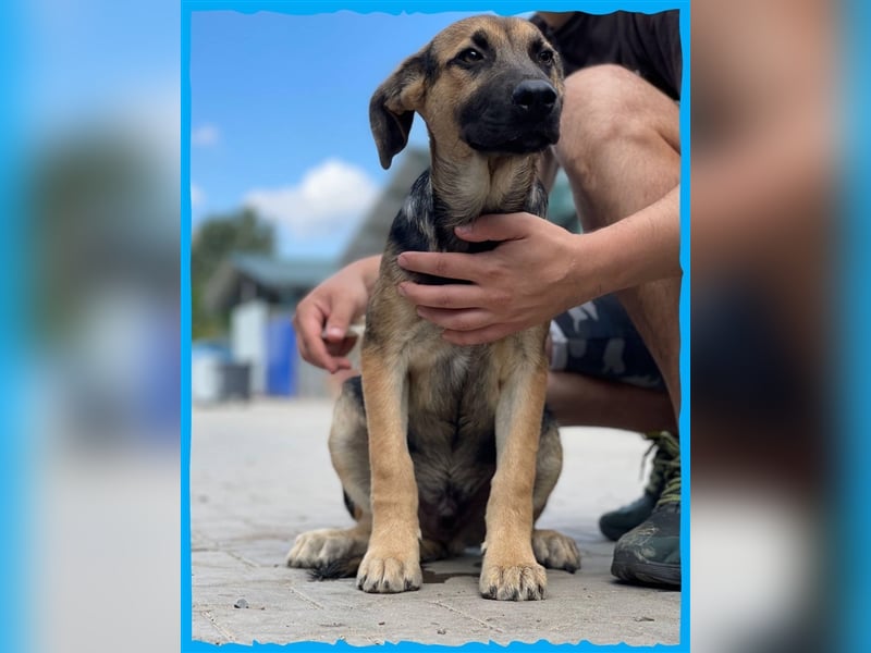 Bezaubernder Bruno❤️ sucht sein Körbchen