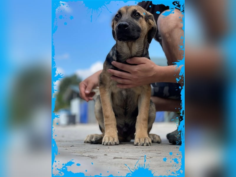 Bezaubernder Bruno❤️ sucht sein Körbchen