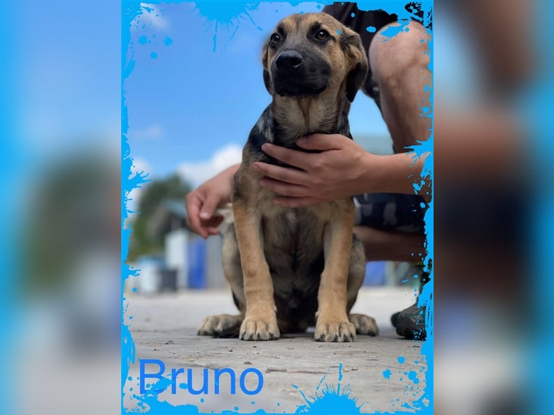 Bezaubernder Bruno❤️ sucht sein Körbchen