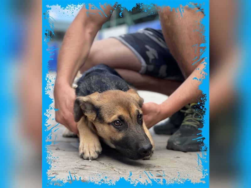 Bezaubernder Bruno❤️ sucht sein Körbchen