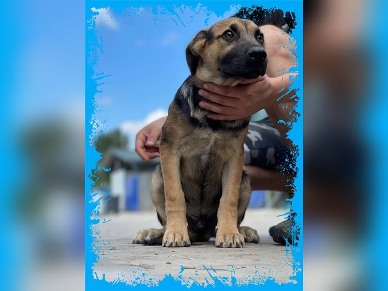 Bezaubernder Bruno❤️ sucht sein Körbchen