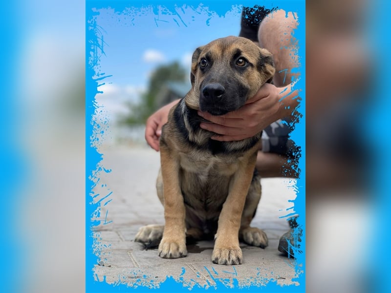 Bezaubernder Bruno❤️ sucht sein Körbchen