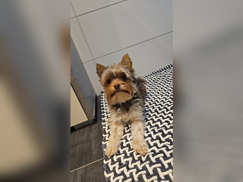 Biro Yorkshire Terrier Rüde
