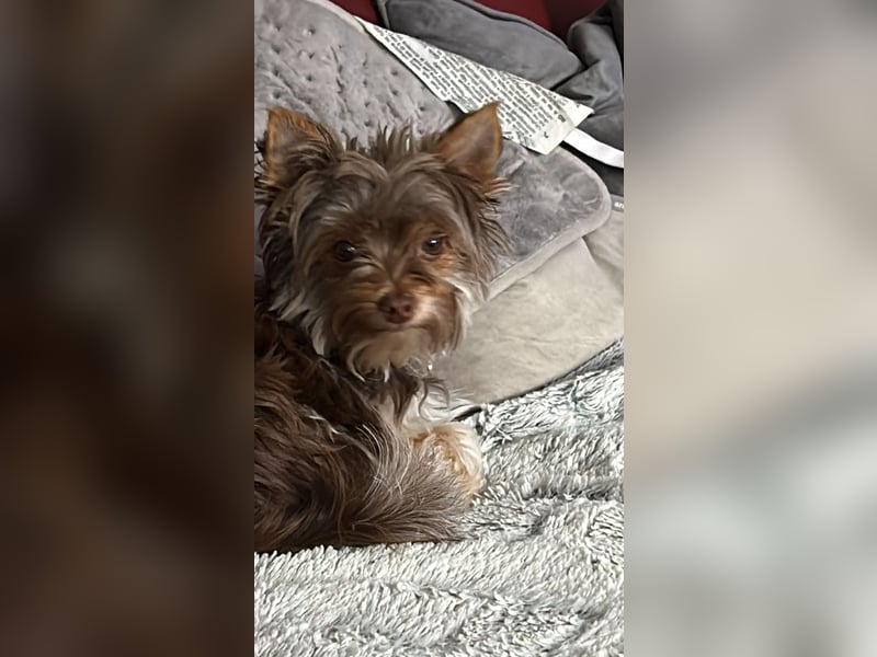 Biro Yorkshire Terrier Rüde