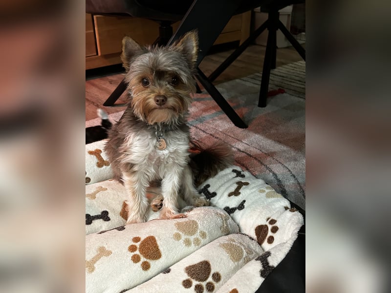 Biro Yorkshire Terrier Rüde