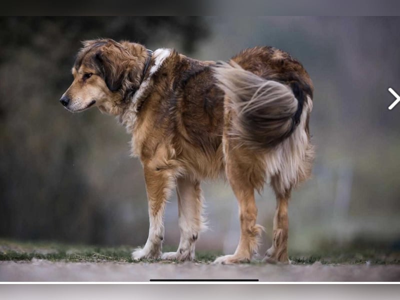 Dimo 5 Jahre 64 cm