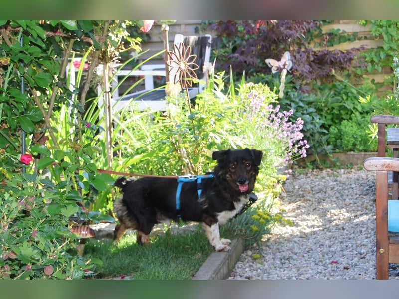 Franco 7-8 Jahre 32-33 cm