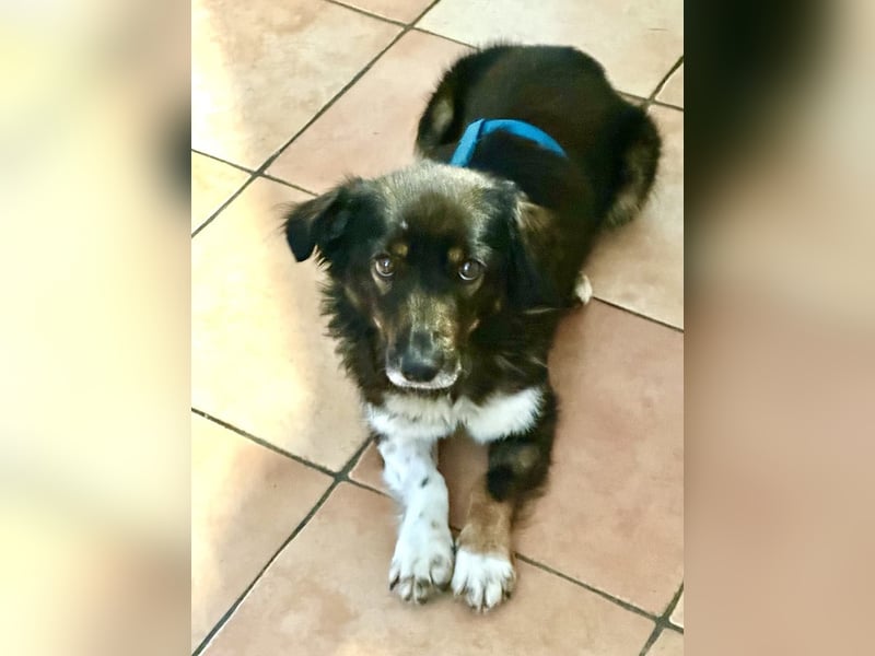 Franco 7-8 Jahre 32-33 cm