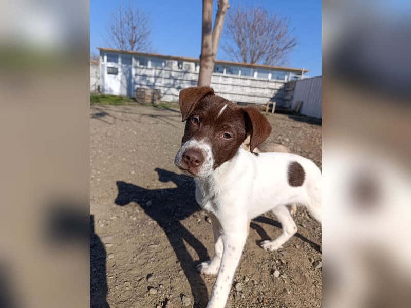 Pablo sucht liebevolles Zuhause