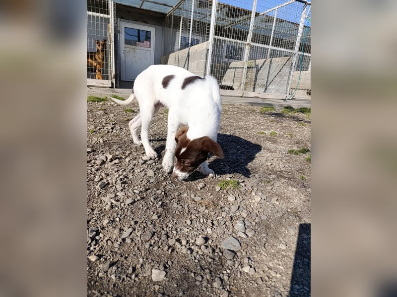 Pablo sucht liebevolles Zuhause