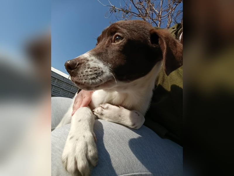 Pablo sucht liebevolles Zuhause