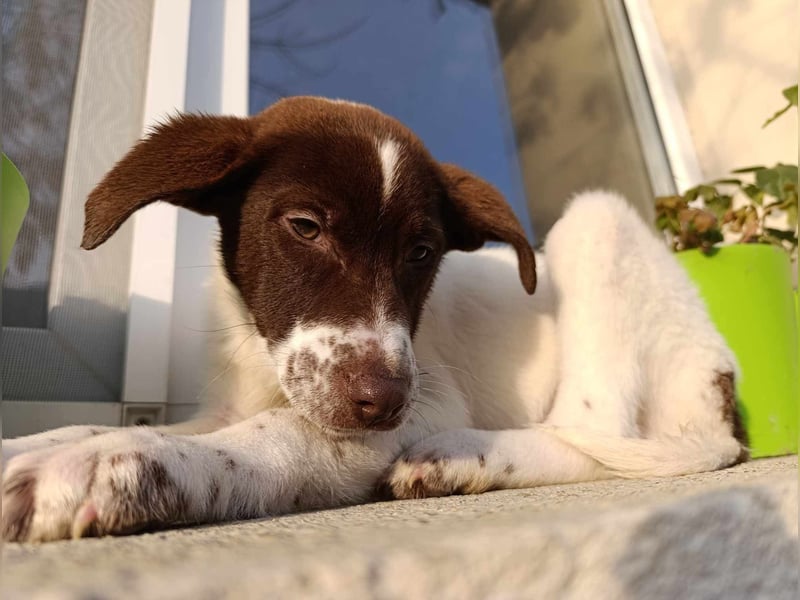 Pablo sucht liebevolles Zuhause
