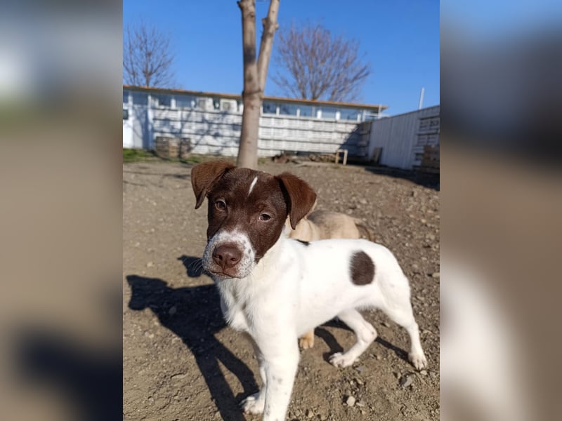 Pablo sucht liebevolles Zuhause