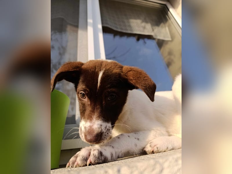 Pablo sucht liebevolles Zuhause