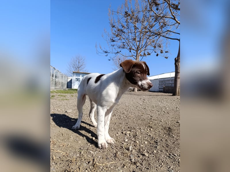 Pablo sucht liebevolles Zuhause