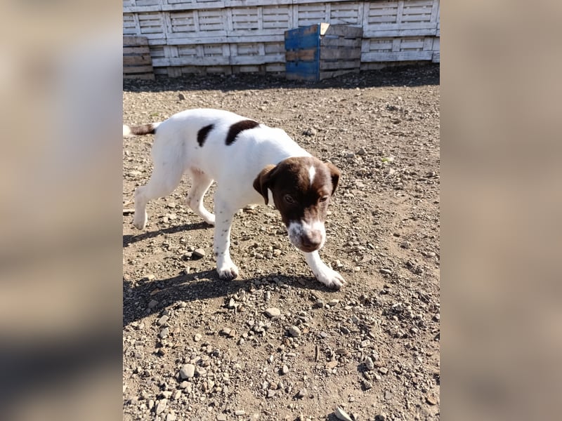 Pablo sucht liebevolles Zuhause