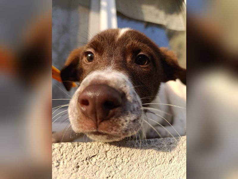 Pablo sucht liebevolles Zuhause