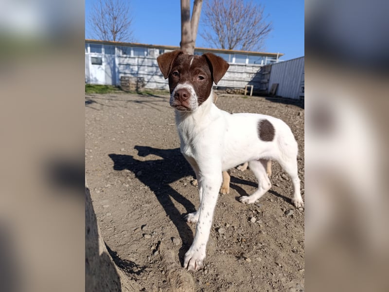 Pablo sucht liebevolles Zuhause