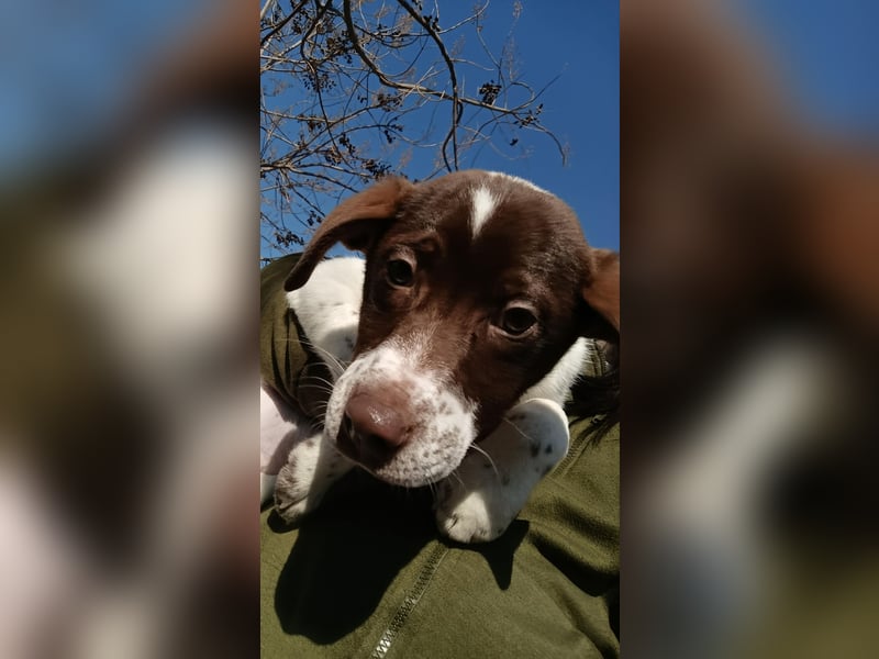 Pablo sucht liebevolles Zuhause