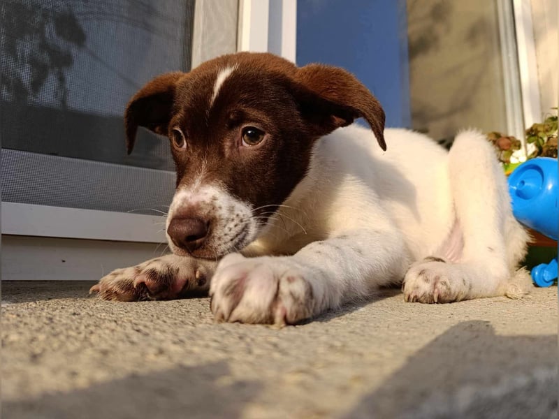 Pablo sucht liebevolles Zuhause