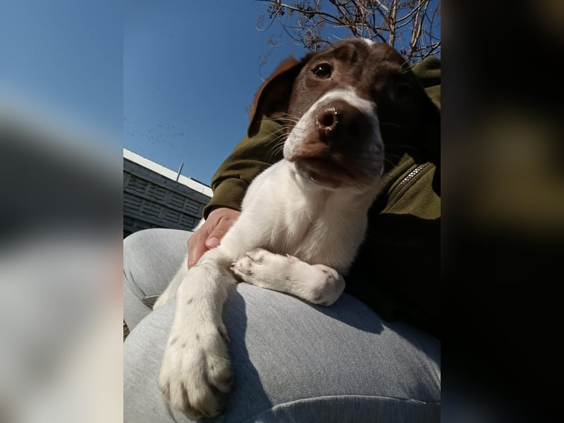 Pablo sucht liebevolles Zuhause