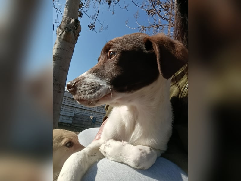 Pablo sucht liebevolles Zuhause