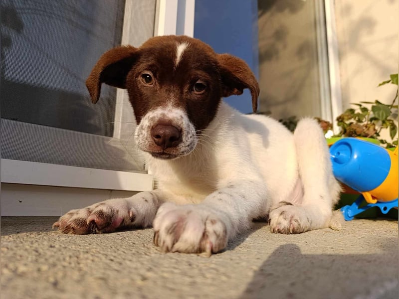Pablo sucht liebevolles Zuhause