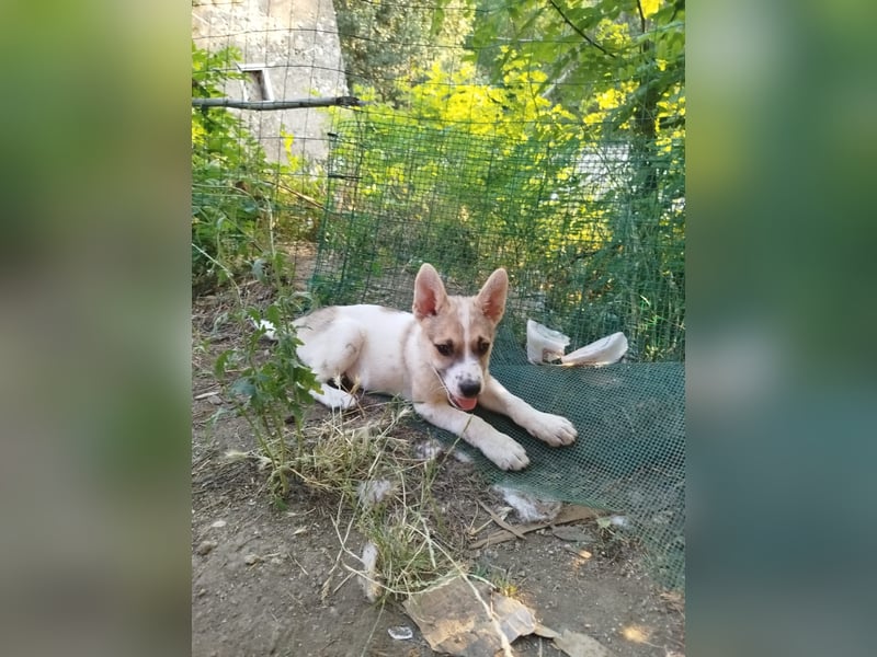 Pongo sucht sein für immer Zuhause
