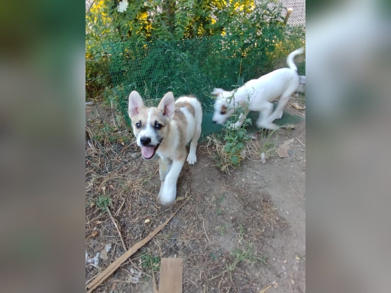 Pongo sucht sein für immer Zuhause