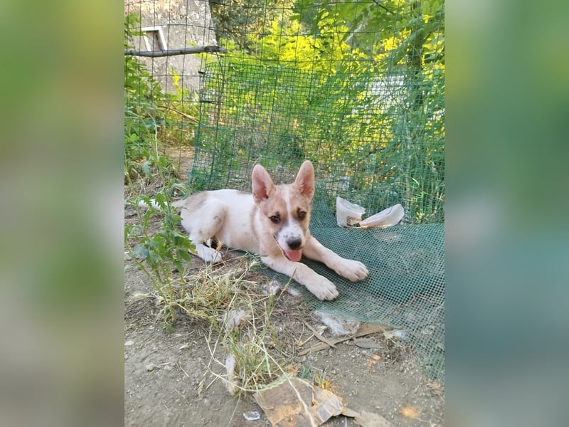 Pongo sucht sein für immer Zuhause